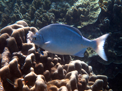 Kyphosus cinerascens