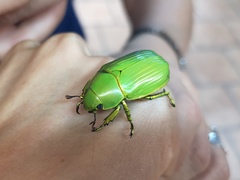 Chrysina psittacina