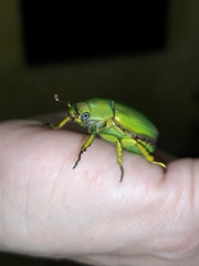 Chrysina psittacina