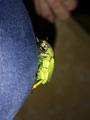 Chrysina psittacina