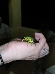 Chrysina psittacina