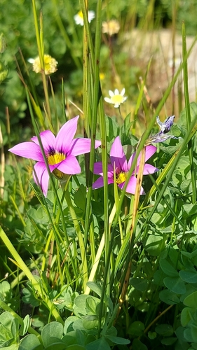 Romulea cruciata