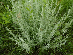 Artemisia dracunculus glauca