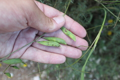 Vicia tenuifolia dalmatica
