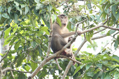 Macaca nemestrina