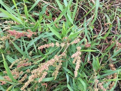 Rumex sibiricus