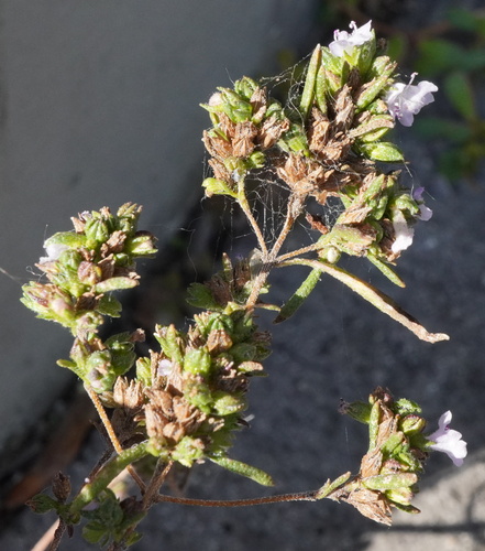 Image of Satureja hortensis by (c) Patrick Hacker, some rights reserved (CC BY)