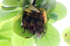 Myotis formosus flavus