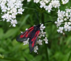 Zygaena osterodensis