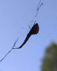 Uloborus walckenaerius