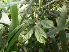 Lithocarpus konishii