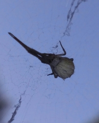Uloborus walckenaerius