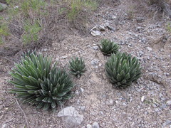Agave victoriae-reginae