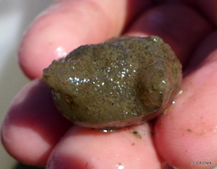 Molgula manhattensis