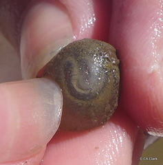 Molgula manhattensis