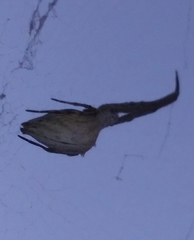 Uloborus walckenaerius
