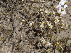 Leptosiphon lemmonii