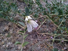 Capparis spinosa herbacea