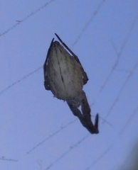 Uloborus walckenaerius
