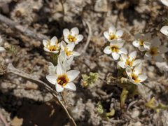 Leptosiphon lemmonii