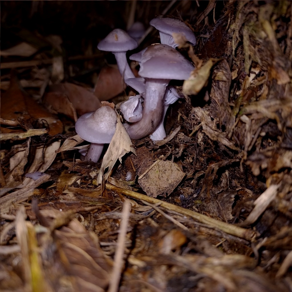 Collybia sordida · September 2024 · photo: © patricia_mees (iNaturalist, cc-by)