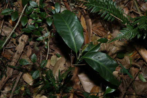 Image of Rhodomyrtus psidioides by (c) Greg Tasney, some rights reserved (CC BY-SA)