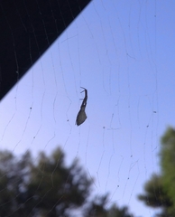 Uloborus walckenaerius