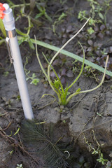 Triglochin scilloides
