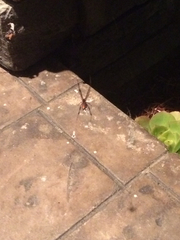 Latrodectus geometricus