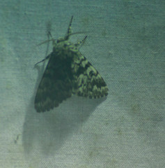 Panthea acronyctoides