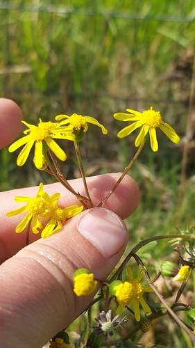 Yellow Starvation Ragwort (Senecio abruptus)