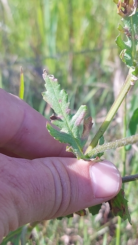 Image of Senecio abruptus by (c) Jacques van der Merwe, some rights reserved (CC BY-SA)