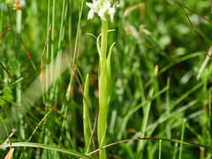 Dactylorhiza incarnata ochroleuca