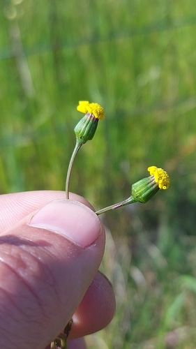 Image of Senecio abruptus by (c) Jacques van der Merwe, some rights reserved (CC BY-SA)