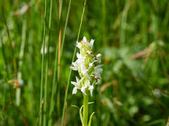 Dactylorhiza incarnata ochroleuca