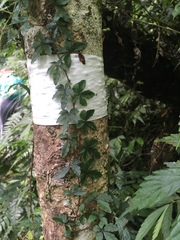 Tetrastigma obtectum glabrum