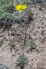 Thelesperma subnudum