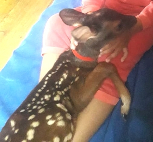 Northwestern Red Brocket