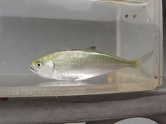 Scomberoides tol