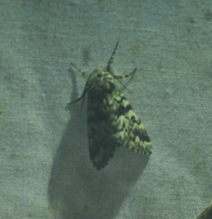 Panthea acronyctoides