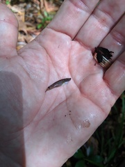 Pseudoxiphophorus bimaculatus