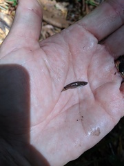 Pseudoxiphophorus bimaculatus