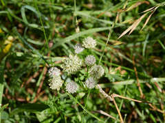 Astrantia