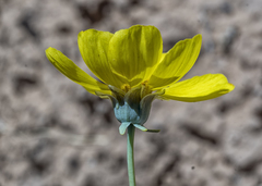 Thelesperma subnudum