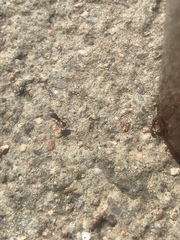 Pogonomyrmex occidentalis