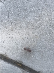 Pogonomyrmex occidentalis