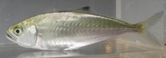 Scomberoides tol