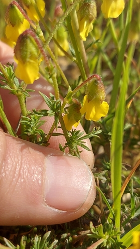 Hermannia pinnata, photograph 4