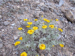 Thymophylla micropoides