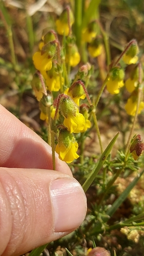 Image of Hermannia pinnata by (c) Jacques van der Merwe, some rights reserved (CC BY-SA)